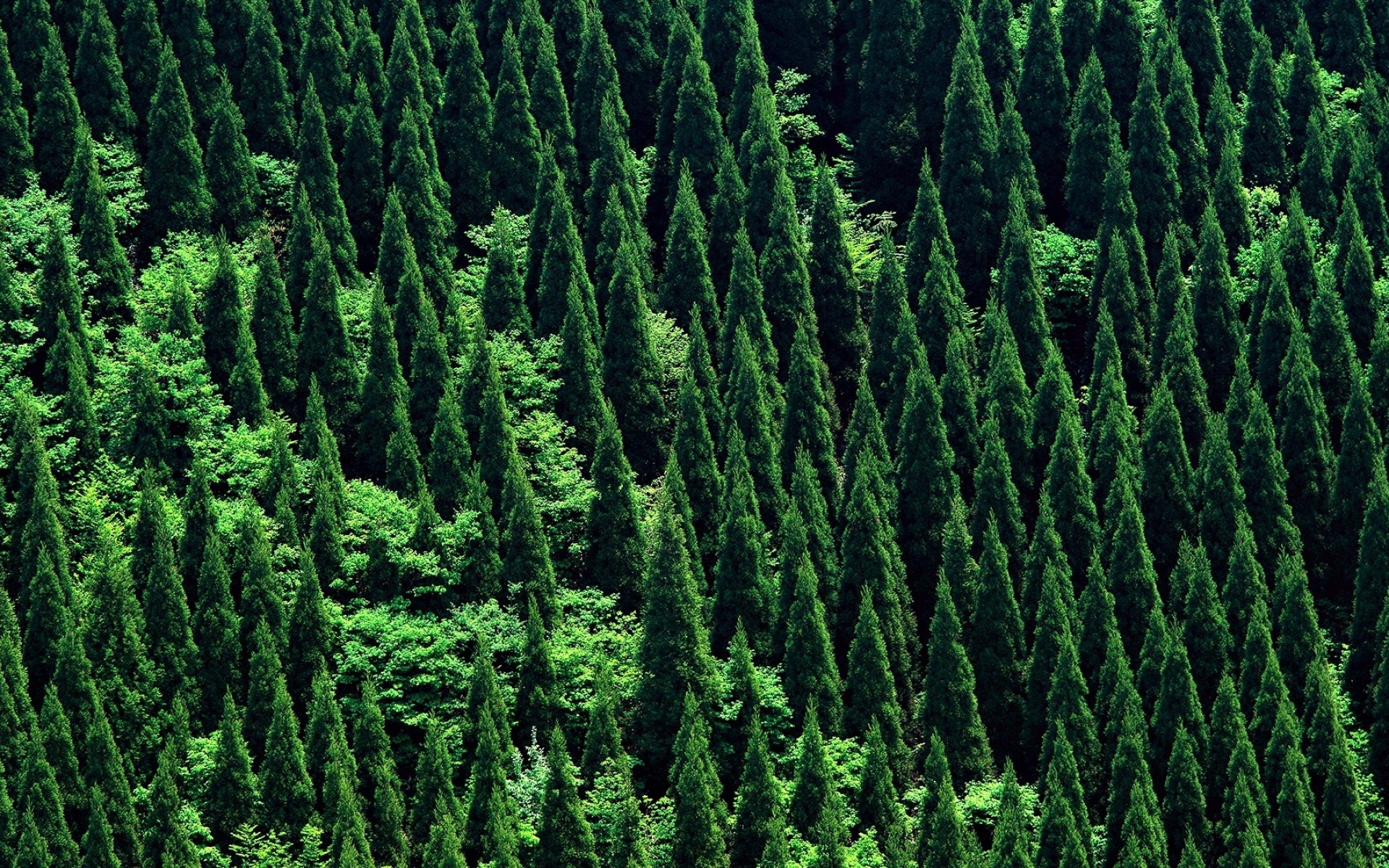 Евразийский хвойный лес