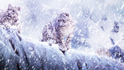Леопард, снег, метель, взлом