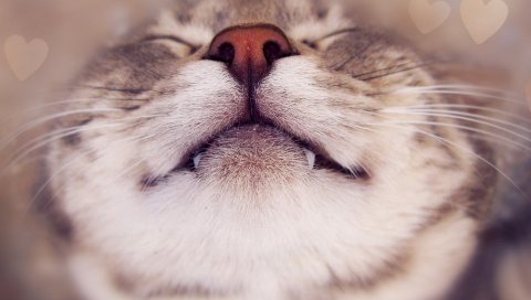 Кошка, лицо, нос, улыбка, крупный план