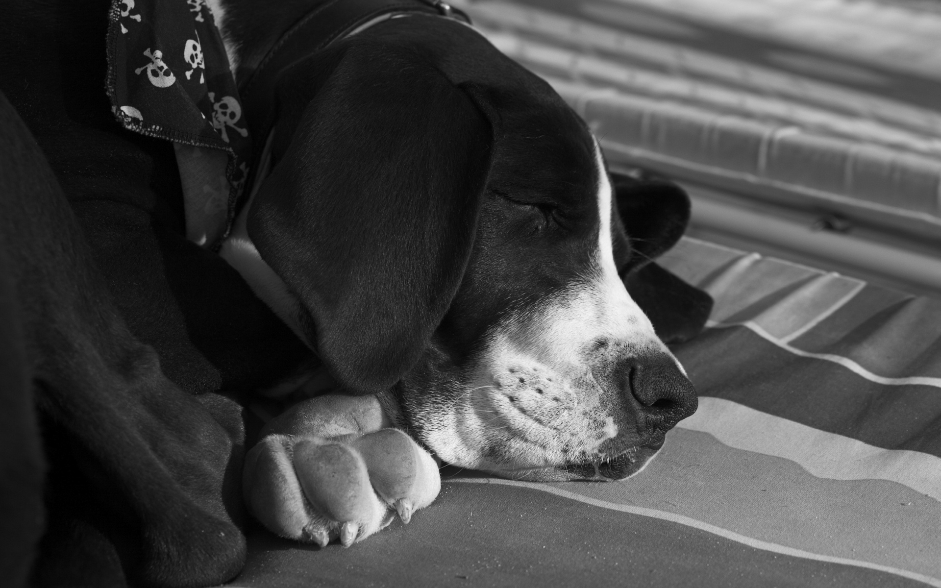 Картинки Собака, морда, сон, черный белый фото и обои на рабочий стол