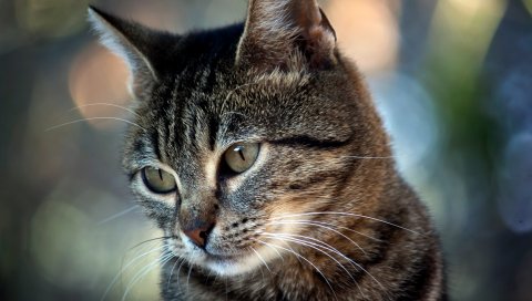 Кошка, лицо, грусть, глаза