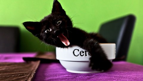 Котенок, посуда, крик, эмоции