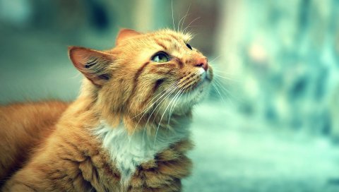 Кошка, лицо, пушистый, теплый