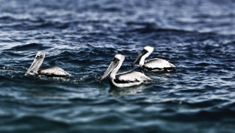 Пеликаны, море, вода, плавание, птица
