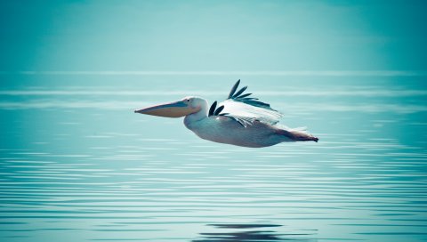 Пеликан, вода, плавание, полет