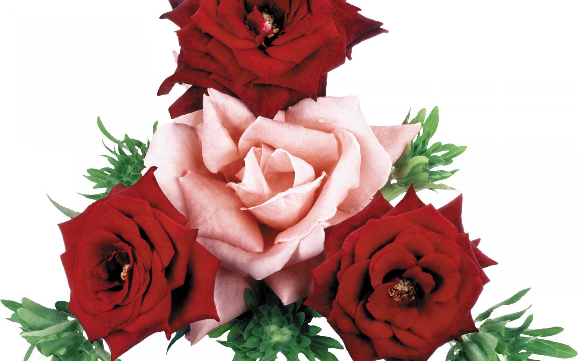 Картинки Розы, цветы, течет, букет фото и обои на рабочий стол