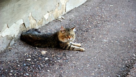 Кошка, пушистая ложь, улица