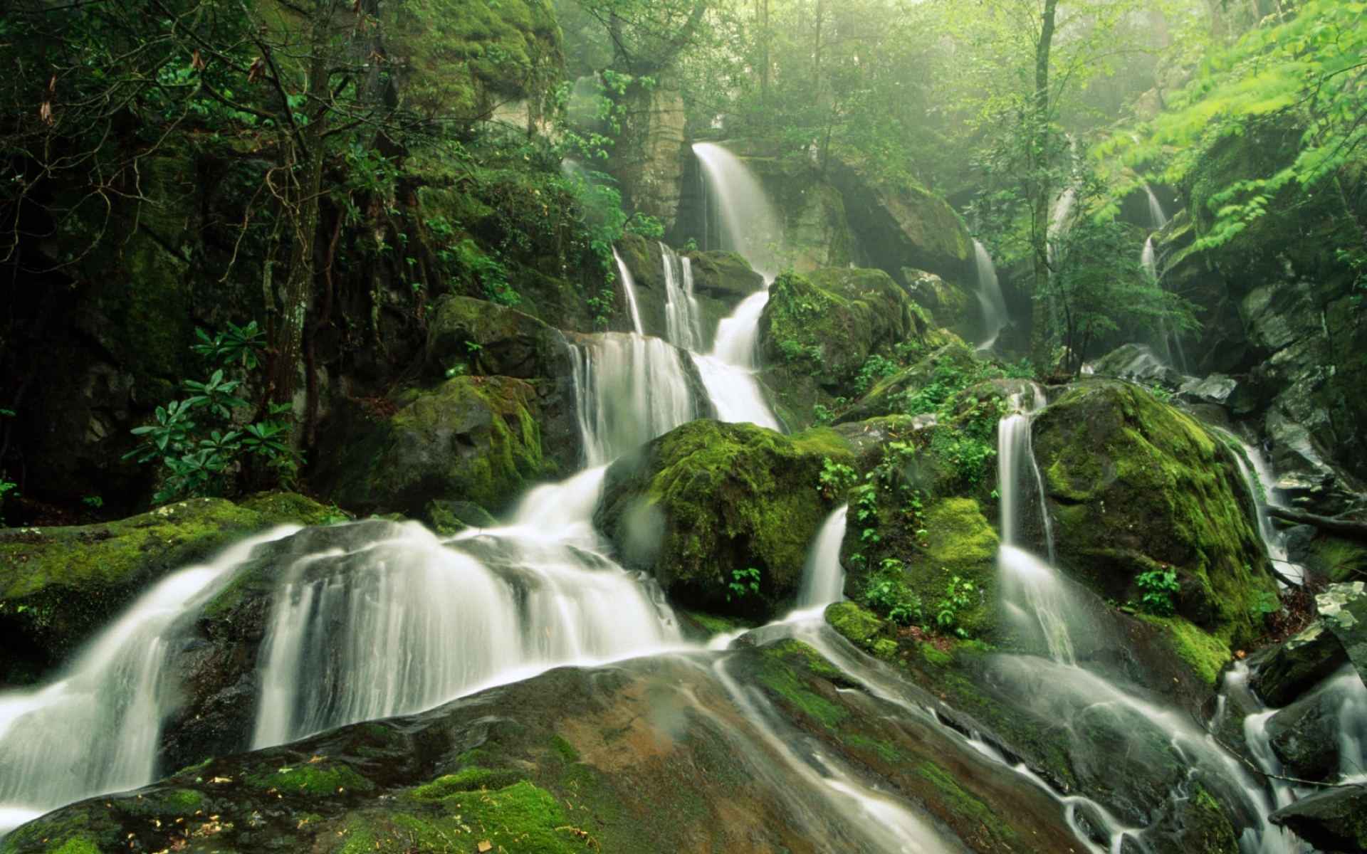 Картинки Падения, мох, дерево, деревья, туман фото и обои на рабочий стол