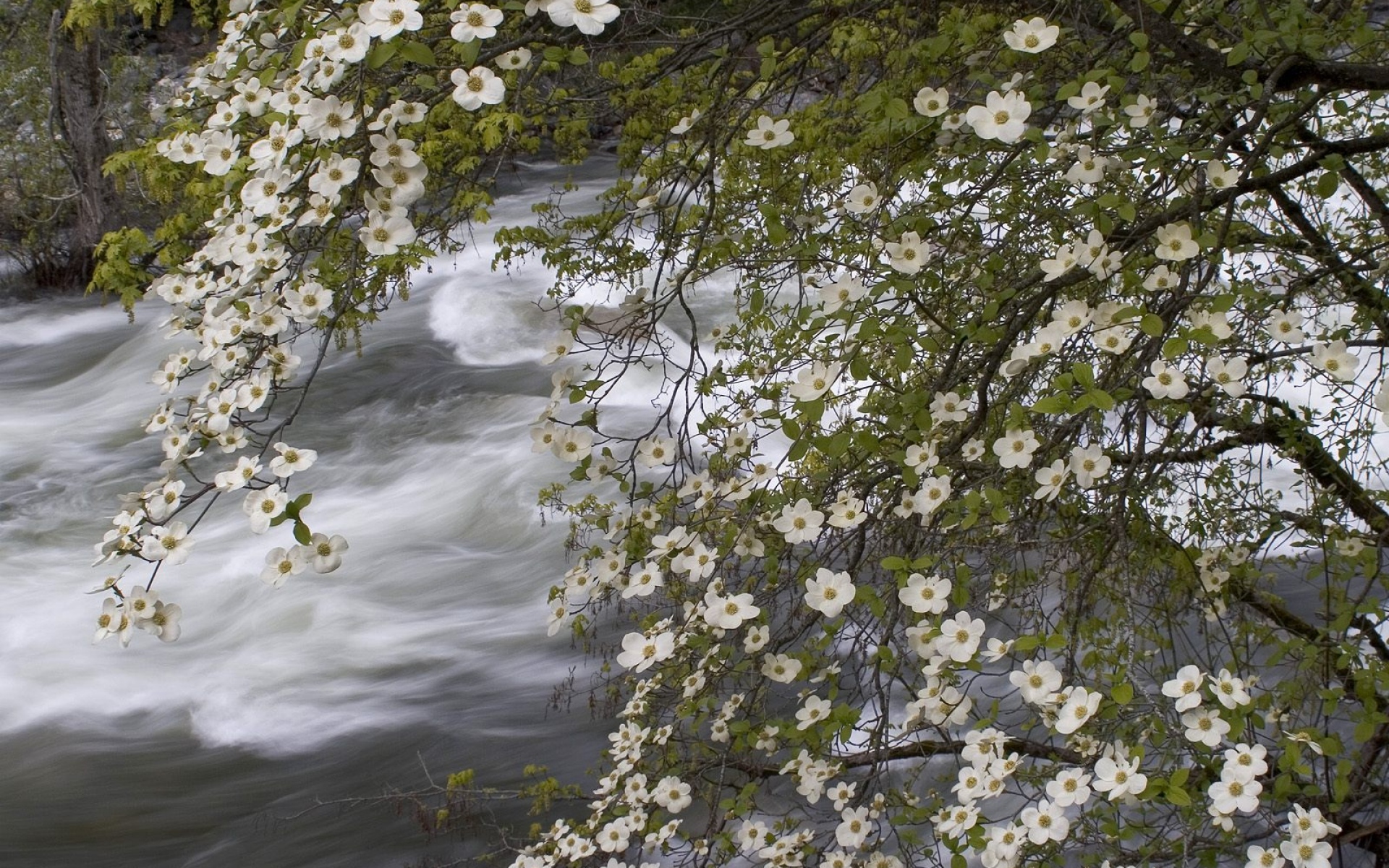 Картинки Река, весна, цветы, дерево, ручей фото и обои на рабочий стол