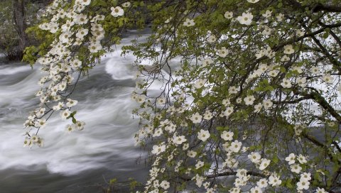 Река, весна, цветы, дерево, ручей