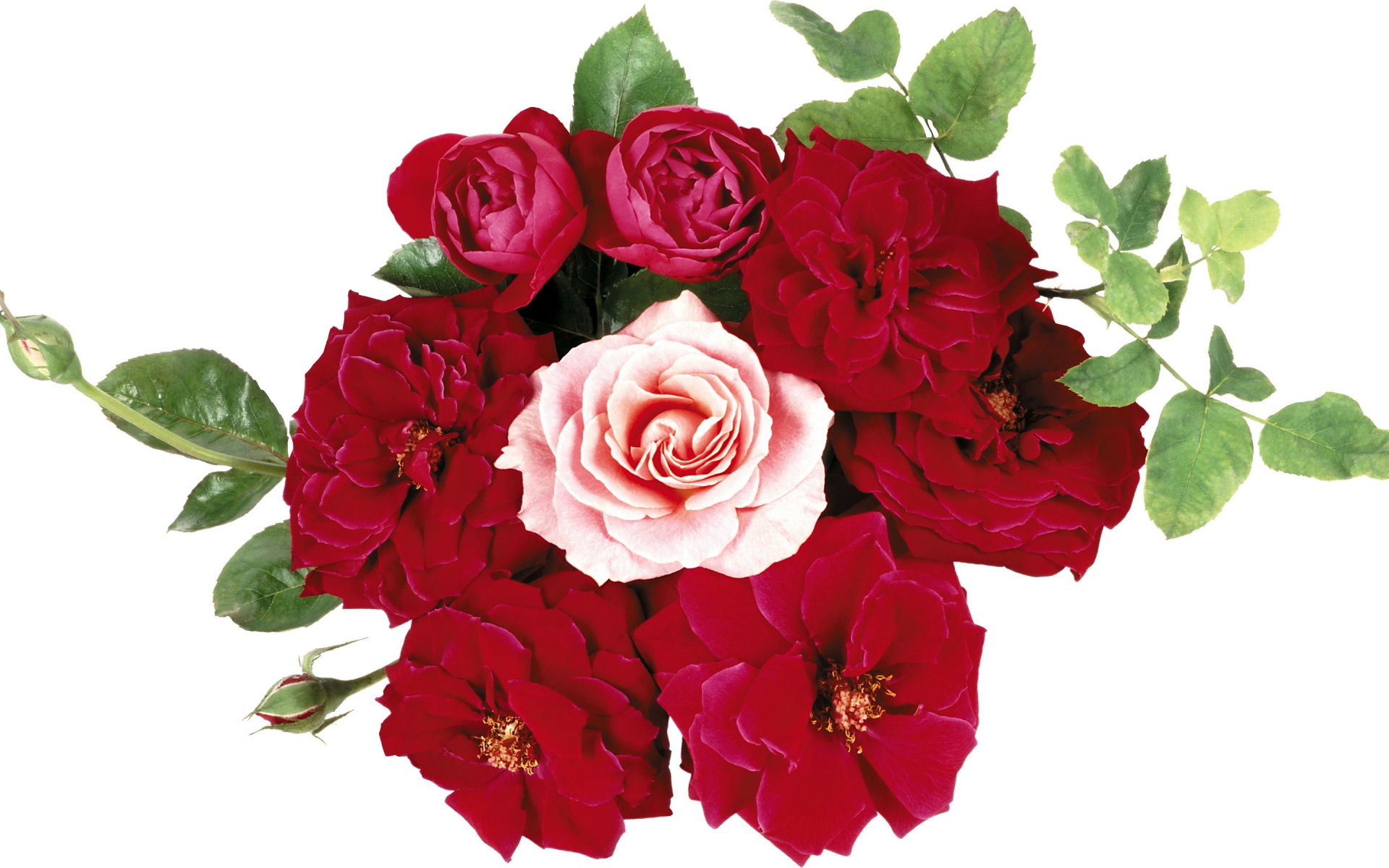 Картинки Розы, цветы, букет, бутоны, листья фото и обои на рабочий стол
