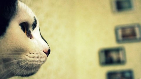 Кошка, лицо, профиль, пятнистый