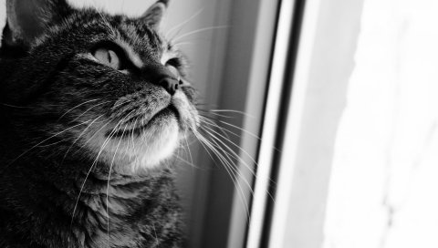 Кошка, лицо, любопытство, окно, черный белый