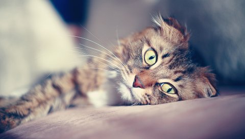 Кошка, лицо, грусть, вниз, блики