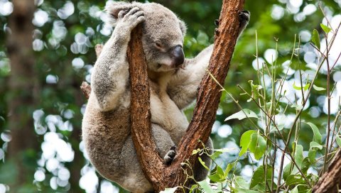 Коала, деревья, отдых, сон