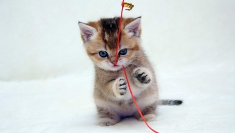 Котенок, нитка, игривый