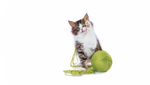 Котенок, мяч, игривый, ноги, милый
