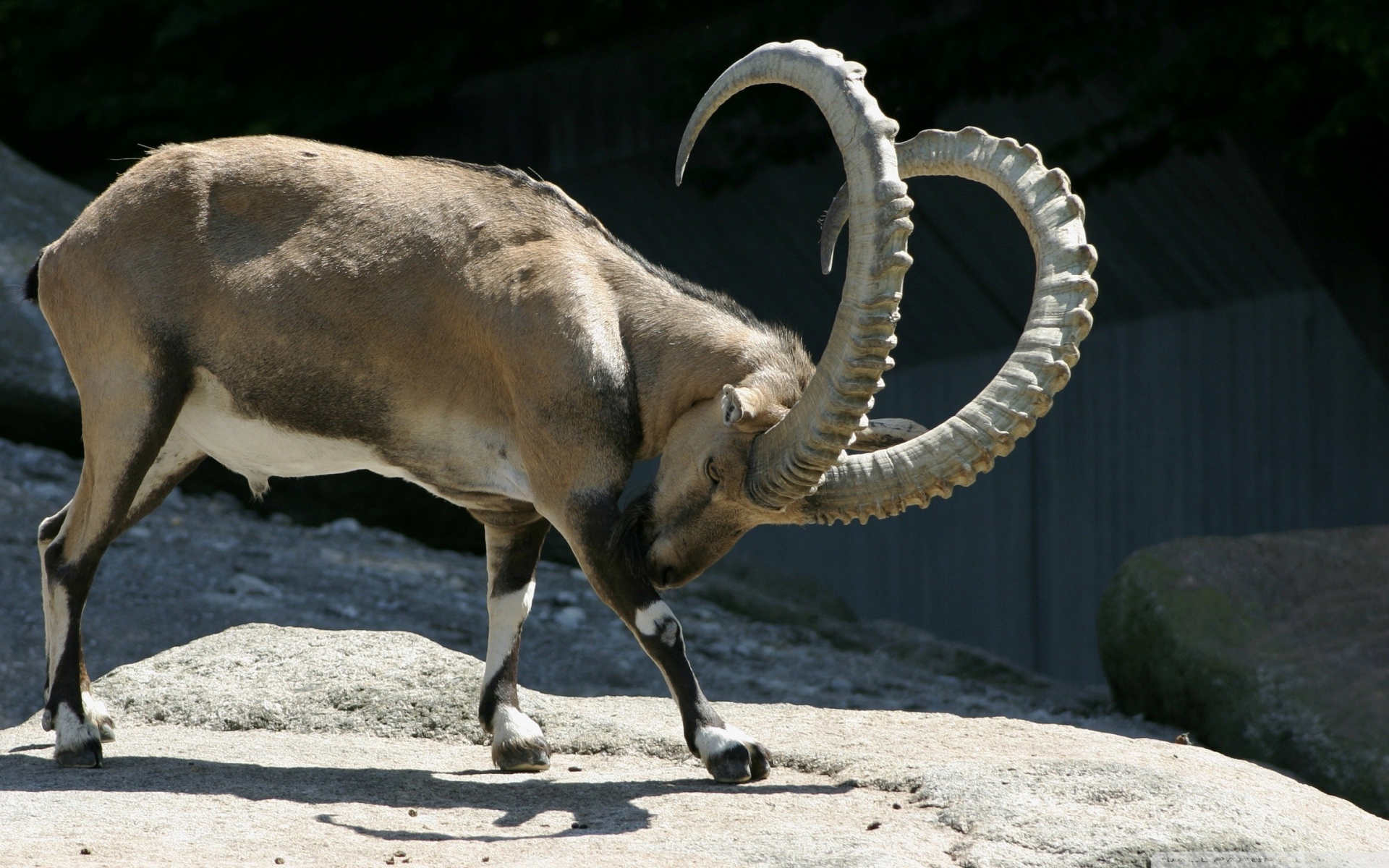 Картинки Ibex, рога, резерв фото и обои на рабочий стол