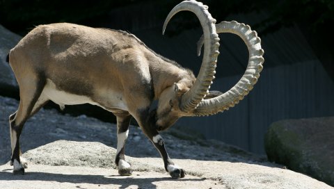 Ibex, рога, резерв