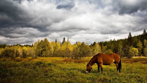 Лошадь, трава, поле, деревья, прогулка