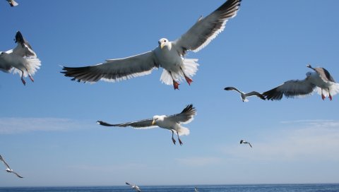 Чайки, полет, море, небо