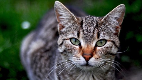 Кошка, полосатая, морда, трава
