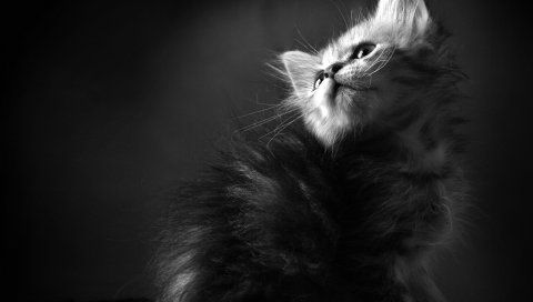 Котенок, пушистый, любопытный, тень, черный белый