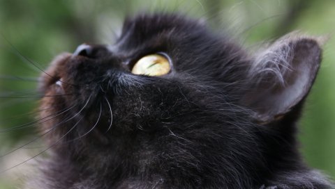 Котенок, лицо, пушистый, глаза