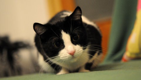 Кошка, лицо, охота, осторожность