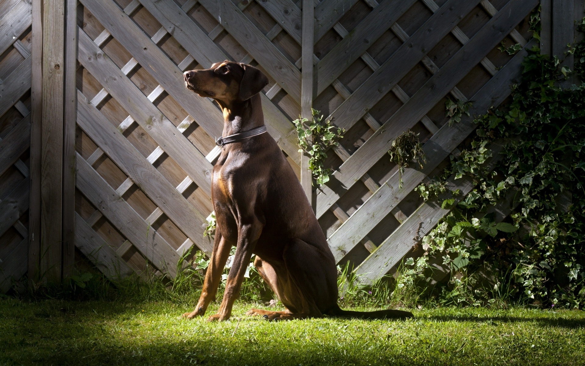 Картинки Собака, тень, трава, забор фото и обои на рабочий стол