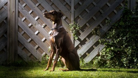 Собака, тень, трава, забор