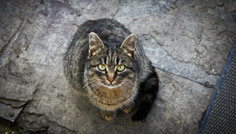 Кошка, полосатая, любезная, смотреть