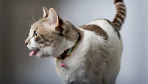 Кошка, воротник, язык, игривый