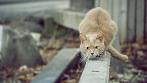 Кошка, внимание, готовность, прыжок, атака