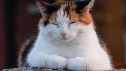 Кошка, жир, отдых, сон, сон, пятнистый