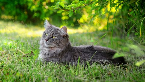 Кошка, пушистая, трава, солнечный свет, отдых