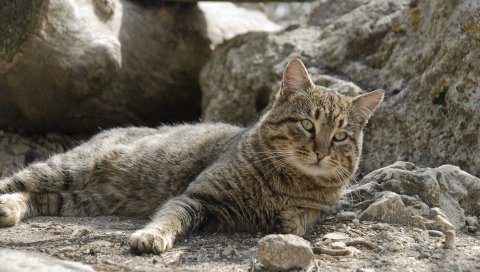Кошка, ложь, свет, камни