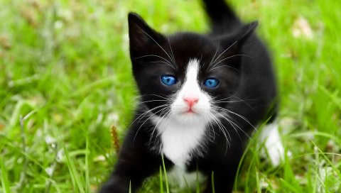 Котенок, прогулки, трава, пятнистый, голубоглазый