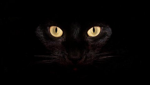 Кошка, темная, глаза, яркие, удивительно