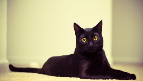 Кошка, черная кошка, лежа, красивая