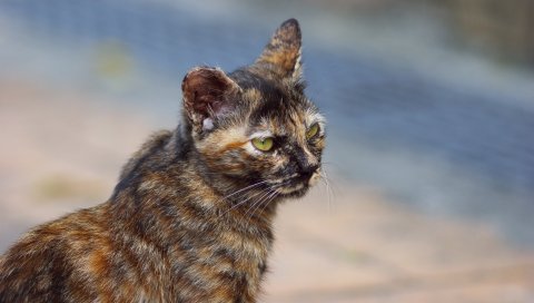 Кошка, пятнистый, старый, симпатичный, мех, цвет