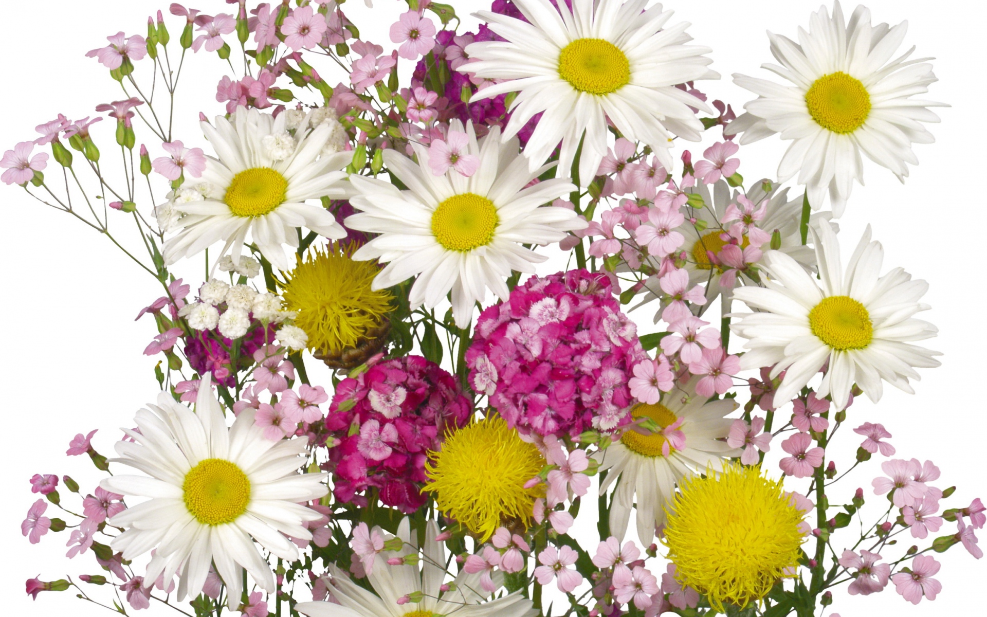 Картинки Ромашки, цветы, букет, лето фото и обои на рабочий стол