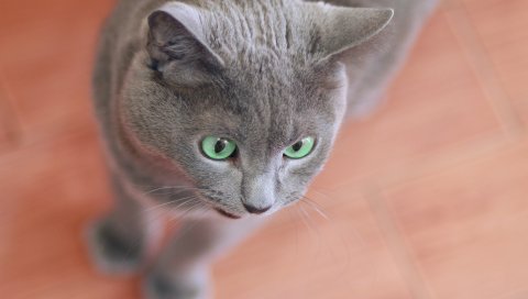 Кошка, лицо, серый, удивление
