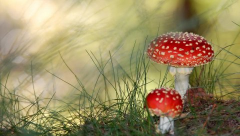 Мухомор, грибы, ядовитые, красные, травы, точки