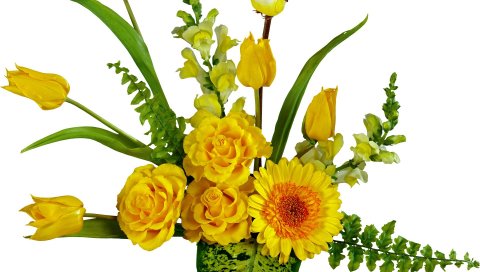 Тюльпаны, розы, цветы, цветок, желтый, листья, птица