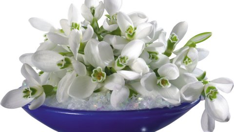 Подснежники, примулы, весна, дизайн
