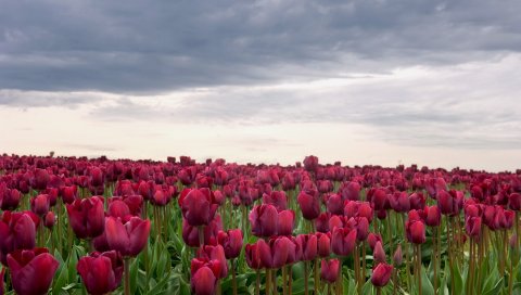Тюльпаны, цветы, поле, пасмурно, облака