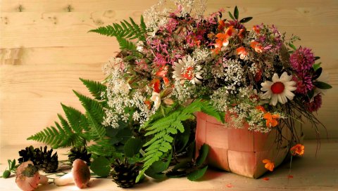 Ромашки, цветы, клевер, листья, мусор, грибы, шишки
