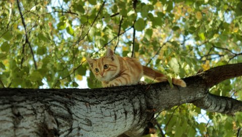 Кошка, дерево, ползать, скрыть