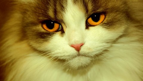 Кошка, лицо, пушистый, глаза, обаятельный